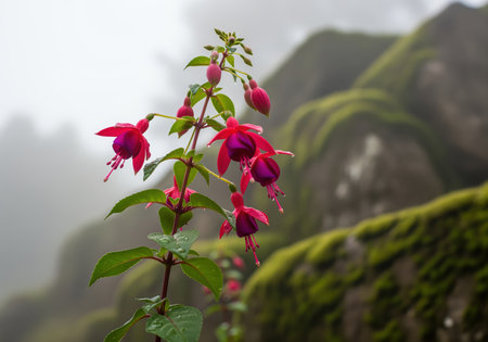 Vibrant magenta fuchsia flowers blooming on a stem, covered in fresh dew drops. the background features blurred, moss covered rocks shrouded in thick fog, emphasizing natural beauty and freshness.の素材
