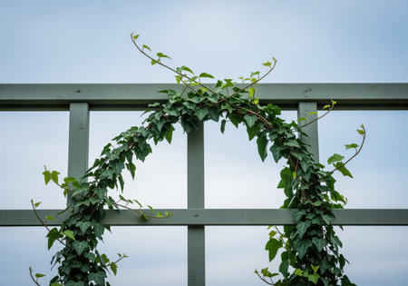 Lush green ivy vine gracefully climbs and weaves through the structure of a painted wooden garden trellis, creating a natural arch against a pale blue sky. focus on growth, gardening, and outdoor decor.の素材