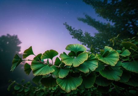 Lush green ginkgo biloba foliage captured in a close up against a mysterious purple and blue twilight sky dotted with faint stars. represents nature, tranquility, and botany.の素材