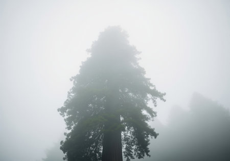 Massive redwood tree seen from a low angle, its canopy disappearing into dense, atmospheric fog. conceptually represents mystery, nature, and solitude.の素材