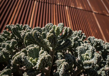 Thick, grey green succulent foliage featuring deep ridges and rough texture, photographed closely against a weathered, rusty corrugated metal wall.の素材