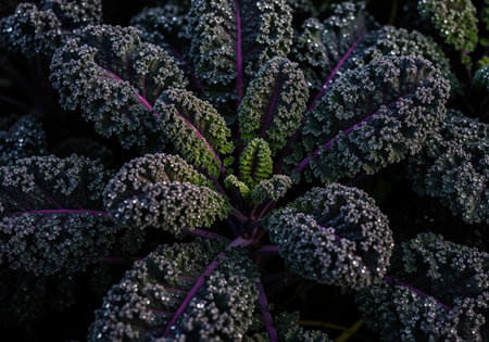 Dense cluster of dark purple kale foliage covered in numerous sparkling water droplets, highlighting the rough, curly texture of the healthy superfood vegetable.の素材