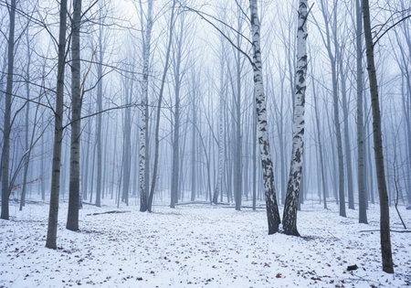 Dense forest landscape during a cold winter day, featuring tall, bare deciduous trees, including striking white birch trunks, shrouded in thick, atmospheric fog and light snow cover.の素材