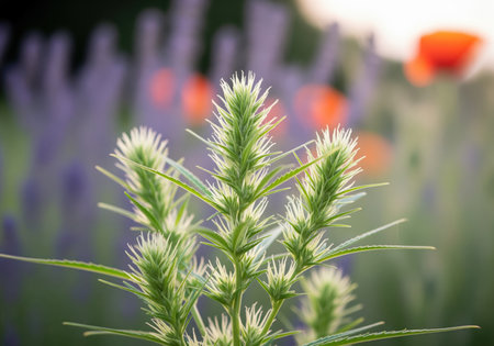 Vibrant green hemp plant buds and foliage captured in a detailed macro shot during golden hour. the delicate tips show emerging white stigmas against a soft, blurred floral background, symbolizing nature, growth, and natural medicine.の素材