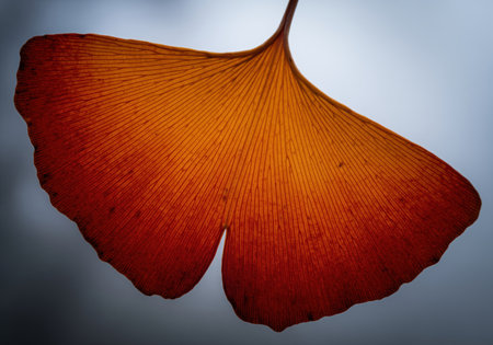 Ginkgo biloba leaf in vibrant autumn orange and red colors, dramatically backlit to reveal the intricate translucent vein structure against a cool, diffuse background.の素材