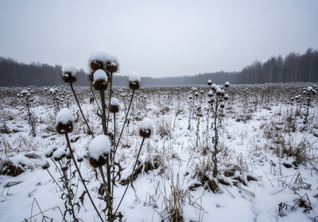 Dried teasel plants standing in a vast, snow covered field during winter. the spiky seed heads are capped with fresh snow against a backdrop of dormant grasses and a dark forest line under a gray, overcast sky.の素材