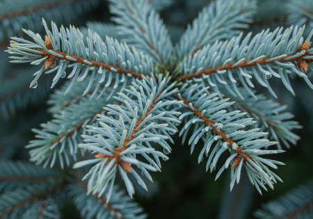 Blue spruce branch needles captured in a detailed macro shot, featuring a vibrant blue green hue and small, clear water droplets clinging to the foliage. represents nature, freshness, and growth.の素材