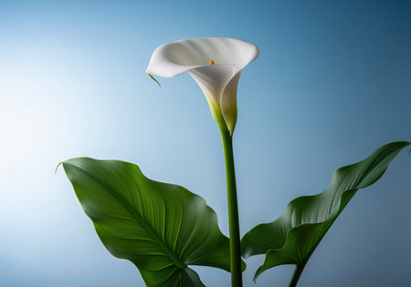 Pristine white calla lily flower with a long green stem and lush leaves, isolated against a smooth blue gradient background in a clean studio setting. symbolizing elegance and purity.の素材