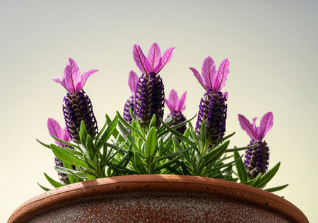 Spanish lavender lavandula stoechas plant featuring deep violet flower spikes topped with distinctive magenta pink bracts, growing in a rustic terracotta pot against a soft, neutral background.の素材