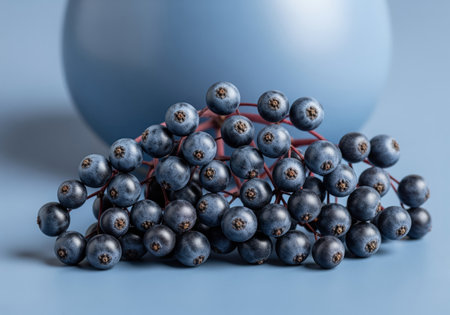 Fresh ripe dark blue elderberry cluster displayed on a monochromatic blue surface. focus on natural food, antioxidant properties, herbal medicine, and healthy eating concepts.の素材
