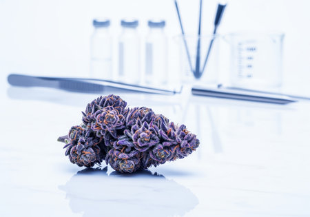Purple cannabis flower bud lying on a reflective white surface in a laboratory setting. blurred background shows vials, tweezers, and beakers, suggesting scientific testing and medical research.の素材