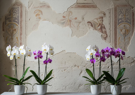 Four potted orchids with white and purple flowers stand against a textured wall with faded frescoes. the orchids are in white pots, adding a touch of elegance to the scene.の素材