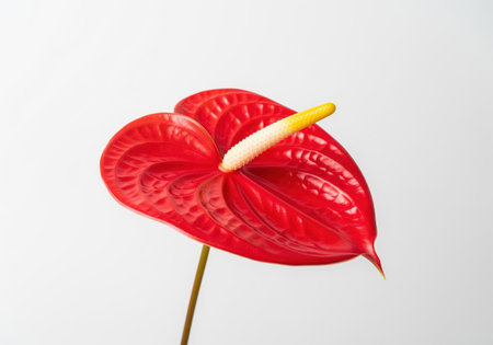 Vibrant red anthurium flower, known as the flamingo flower, featuring a glossy, heart shaped spathe and a prominent white and yellow spadix, isolated on a light background.の素材