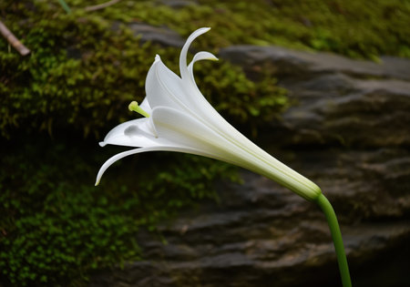 White trumpet lily flower, showcasing its elegant petals and long green stem against a dark, moss covered rock background. focus on botany, purity, and natural beauty.の素材