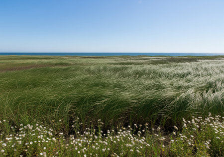 Tall green marsh grass blowing across a coastal wetland leading to the blue ocean horizon under a clear sky. small white flowers dot the immediate foreground.の素材