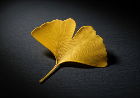 Vibrant yellow ginkgo biloba leaf displayed in a dramatic studio setting. the fan shaped foliage rests on a dark, textured surface, emphasizing autumn, nature, longevity, and health concepts.の素材