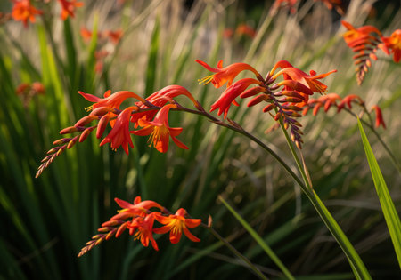 Vibrant orange crocosmia flowers, also known as montbretia, blooming in a garden setting. detailed petals and green foliage are illuminated by warm golden hour sunlight.の素材