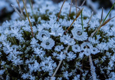 Geometrically precise hexagonal ice crystals and delicate hoarfrost structure formed on vibrant green moss and dry grass. extreme close up of winter nature.の素材