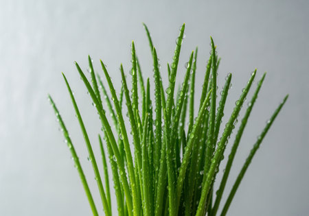Fresh, vibrant green chive stalks densely covered with clear, sparkling water droplets. macro shot emphasizing texture, growth, and natural freshness against a soft, bright background.の素材