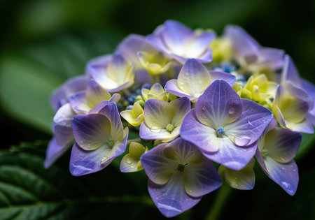 Purple and pale yellow hydrangea flower cluster captured in a detailed close up view, featuring fresh dew drops on the petals against a dark green bokeh background. symbolizes freshness and summer beauty.の素材