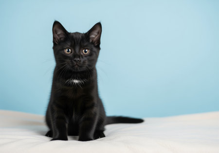 Black kitten with a small white chest patch sitting on a white textured surface against a smooth light blue studio background. domestic pet portrait.の素材