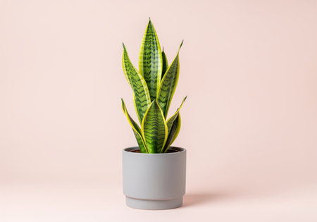 Snake plant sansevieria trifasciata with striking green and yellow variegated leaves, potted in a modern gray ceramic container. studio shot against a soft pink wall, emphasizing home decor, minimalism, and indoor gardening concepts.の素材