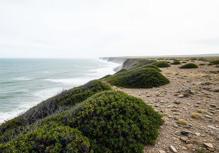 Panoramic view of a wild coastline where steep cliffs meet the turbulent ocean under an overcast sky. foreground features dense, low lying green vegetation and rocky terrain.の素材