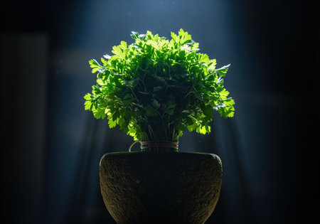 Fresh green parsley bouquet tied with twine, dramatically backlit and placed in a rustic stone mortar against a dark, low key background. highlights healthy cooking and fresh ingredients.の素材