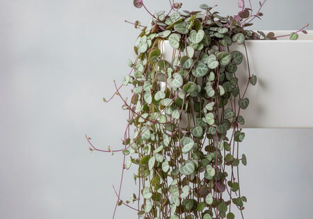 A mature string of hearts vine ceropegia woodii dramatically cascades from a white planter. this popular succulent features small, variegated, heart shaped leaves on long, trailing stems.の素材