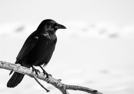 Large black crow perched on a bare branch, captured in a striking black and white profile against a bright, high key winter background.の素材