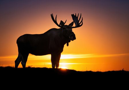 Bull moose with large antlers silhouetted against the vibrant orange and purple sky during the golden hour sunset. wildlife scene emphasizing wilderness and drama.の素材
