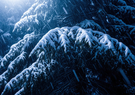 Thick snow covered fir branches illuminated dramatically against a dark, low key background during heavy snowfall. intense winter weather scene with deep blue tones.の素材