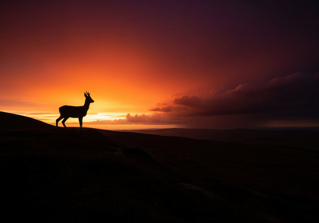 Wild deer silhouette standing prominently on a dark ridge, dramatically contrasted against a vibrant sunset sky filled with intense orange, red, and purple hues. majestic wildlife scene emphasizing solitude and nature.の素材
