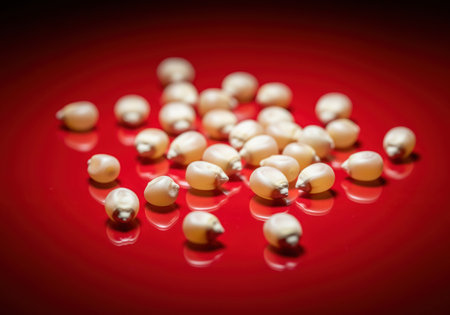 Raw white popcorn kernels scattered randomly across a vibrant, glossy red surface with strong reflections. ready for preparation as a popular snack food.の素材