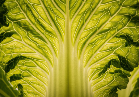 Extreme close up of a vibrant green vegetable leaf, possibly cabbage, backlit to reveal the delicate, complex structure of the central rib and vascular veins.の素材