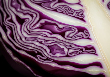 Cut red cabbage shown in an extreme macro close up, highlighting the intricate, wavy internal structure. vibrant purple and white layers form a detailed, abstract vegetable texture.の素材