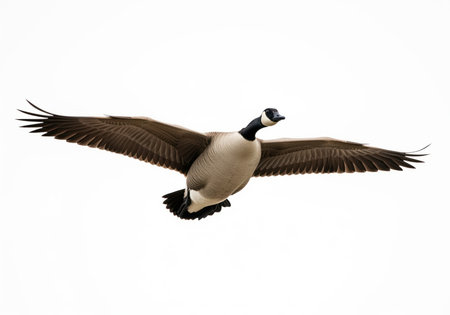 Canada goose flying, captured in sharp detail with wings fully extended, isolated against a bright white background. wildlife, freedom, and migration concept.の素材