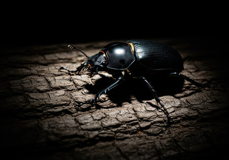 Large black beetle with a glossy exoskeleton crawling across rough, textured tree bark. dramatic, high contrast, low key macro photography emphasizes the insect menacing appearance in darkness.の素材