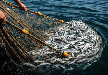 Fisherman hands actively pulling a large fishing net filled with a massive catch of small, shimmering silver fish from the deep blue ocean water. abundance, harvest, and marine life.の素材