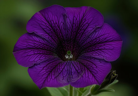 Flawless deep indigo petunia blossom captured in a highly detailed macro view, showcasing intricate veins and the delicate throat. vibrant purple petals reveal natural beauty and botanical detail.の素材