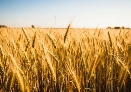 A vast golden wheat field stretches under a clear blue sky, with ripe grain stalks illuminated by warm sunlight, symbolizing abundance and harvest.の素材