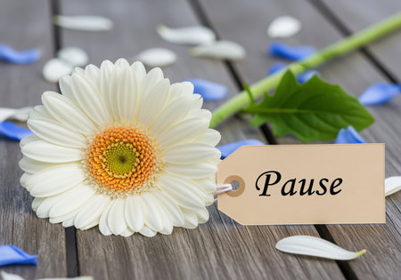 A beautiful white gerbera daisy with an orange center is adorned with a brown tag displaying the word pause, suggesting a moment of tranquility and reflection.の素材