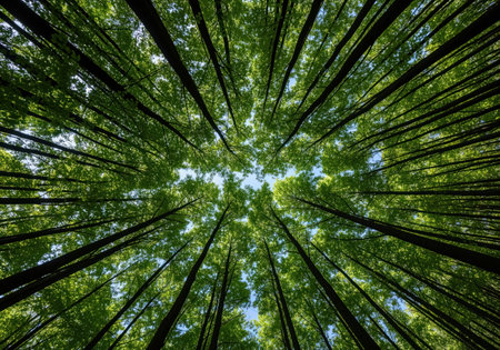 A low angle view captures the lush green canopy of a dense forest, with towering tree trunks reaching towards a bright blue sky. evokes nature and tranquility.の素材