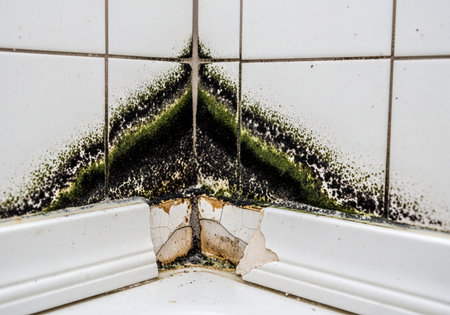 Close-up of severe black and green mold accumulation on white ceramic tiles, grout, and damaged caulk in a bathroom corner. Evidence of water damage and poor hygiene.の素材