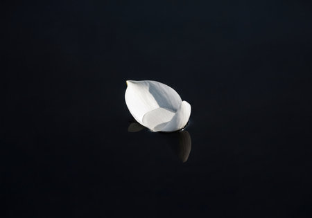 White lotus petal floating on a calm, dark water surface with its reflection. Subtle details and soft lighting highlight its delicate form, symbolizing purity and tranquility.の素材