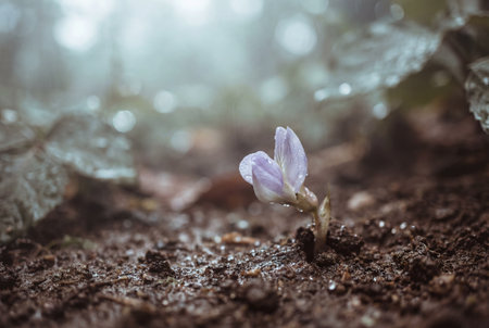 A delicate purple wildflower seedling pushes through dark damp soil covered in raindrops while soft light illuminates the fresh growth and bokeh background.の素材