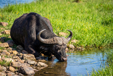 A powerful black african buffalo kneels on a rocky river bank to drink fresh water from a calm stream surrounded by vibrant green grass under bright sunlight during a warm afternoon.の素材
