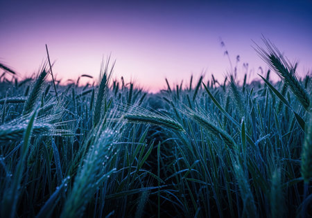 A low angle view captures a vast agricultural field of young green rye stalks heavily covered in fresh morning dew drops, silhouetted against a vibrant purple and pink twilight sky at dawn.の素材