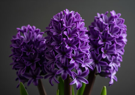 A captivating close up of three vibrant purple hyacinth blooms, displaying their tightly packed florets and lush green stems. perfect for conveying freshness and natural beauty.の素材