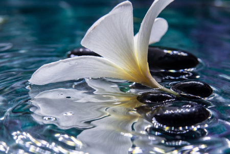 Detailed macro view of a white plumeria blossom resting on rippled turquoise water near smooth black pebbles reflecting light in a tranquil spa setting.の素材